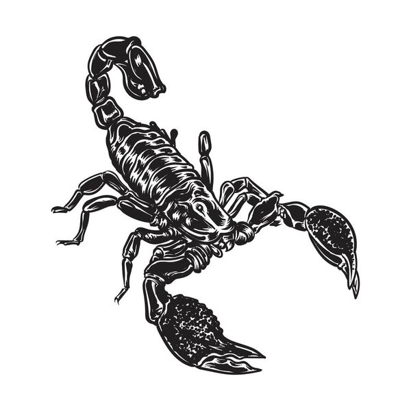 Графический скорпион изолирован на белом фоне, векторная иллюстрация для татуировки и печати