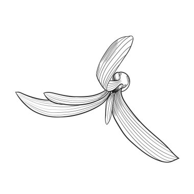 Beyaz arkaplanda izole edilmiş dipterokarpus çiçeği, elle çizilmiş vektör çizimi