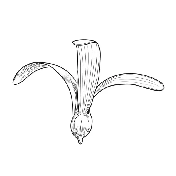 Diptérocarpe Fleur Isolée Sur Fond Blanc Illustration Vectorielle Dessinée Main — Image vectorielle