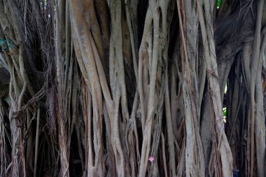 Ormandaki eski banyan ağacının kökleri Doku ve Duvar Kağıdı