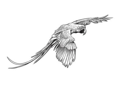 Uçan papağan, el çizimi stili, vektör illüstrasyonu