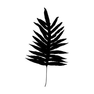 Kral eğreltiotu yaprağı silueti, beyaz arka planda izole edilmiş. Vektör illüstrasyonu.