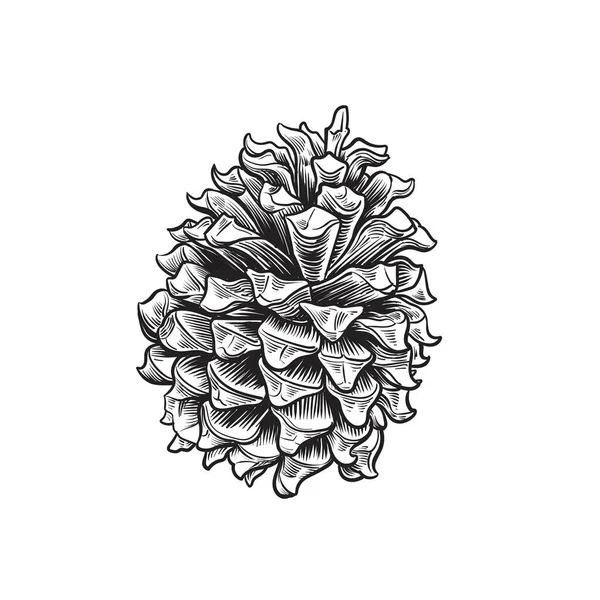 Çam kozalağının el çizimi, Vektör illüstrasyonu