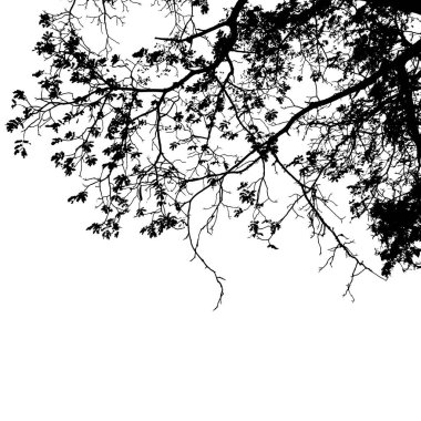 Beyaz arkaplanda gerçekçi ağaç dalları silueti, Vektör illüstrasyonu.