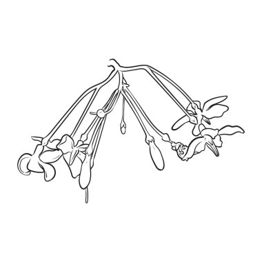 Su yasemin çiçeği çizimi, vektör illüstrasyonu .