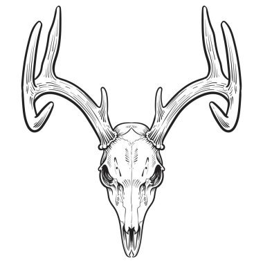 Whitetail  Deer Skull sketch hand drawn illustration, tattoo design bohemian boho outline style. isolated on white background. clipart