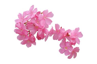 Pembe zakkum çiçeği ve yapraklar beyaz sırtüstü