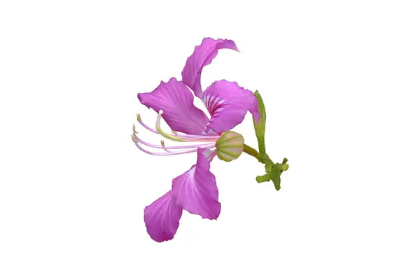 Bauhinia purpurea flower (Hong Kong Orchid )  isolated on white background with clipping path