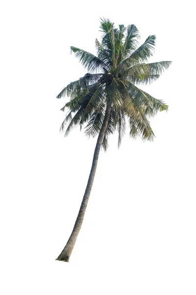 Coconut Palm Tree Green Leaves Isolated White Background Clipping Path — Stock Photo, Image