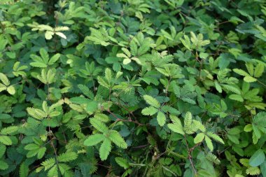 Mimosa pudikası genellikle hassas bitki olarak bilinir. Hassas bitkinin yeşil doğal arka planı