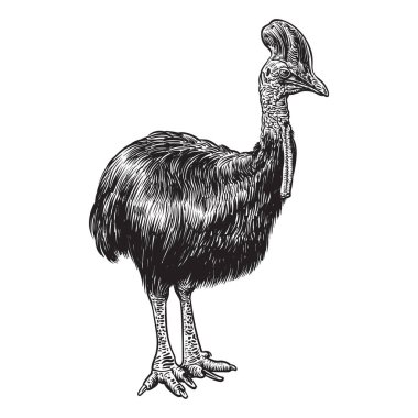 Cassowary kuşunun (Casuarius galeatus) çizimi, vektör Illustration.