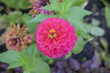 Zinnia elegans 'ın yakın plan pembe çiçekleri, sıradan zinnia. Çiçek arka planı