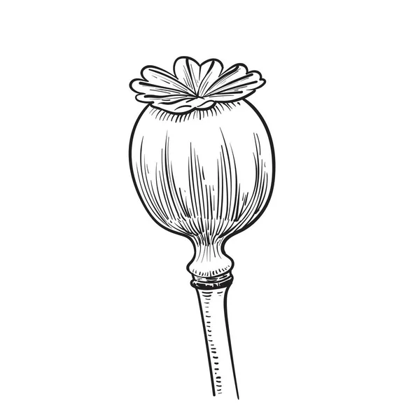 Opium Poppy Drawing Illustration Vintage Medicinal Herb Sketch Opium Poppy — Stock Vector