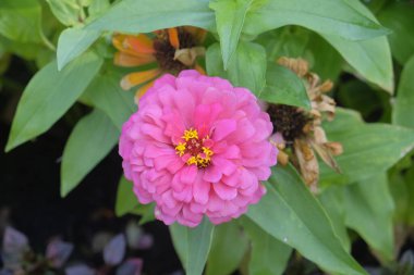 Zinnia elegans 'ın yakın plan pembe çiçekleri, sıradan zinnia. Çiçek arka planı