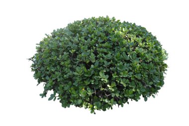 Ficus annulata Blume ağacı çalısı kesme yolu olan beyaz arkaplanda izole edilmiş, Çalı Ağacı Kutusu, çalılıklar, yeşil yapraklı ağaçlar,