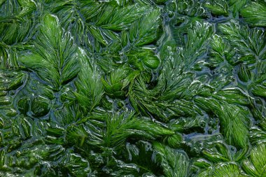 Ceratophyllum demersum in the wate