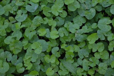 Centella asiatica, sentella ve gotu kola olarak da bilinir, Asya 'nın bataklıklarında yetişen küçük bir bitkidir..