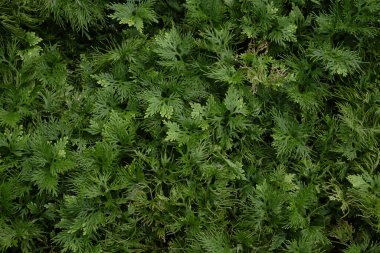 Dikenli eğreltiotu (Selaginella spp.) bir toprak örtüsü tropikal yağmur ormanı peyzaj bitkisi yaprakları desen, soyut yeşil doku arka plan.