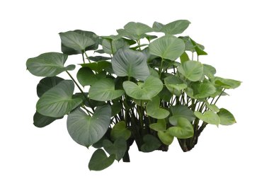  Alocasia Cucullata bitkisi kırpma yolu ile beyaz arka planda izole edildi. Manzara tasarımı için tropik çalı bitkisi