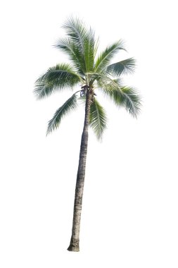 Beyaz arkaplanda izole edilmiş hindistan cevizi palmiyesi.
