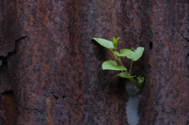 Eski çinko çarşaflarda büyüyen ağaçlar