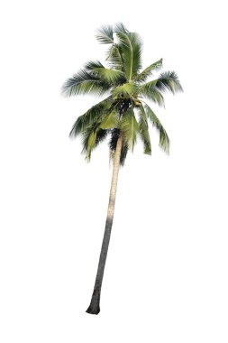Beyaz arkaplanda izole edilmiş hindistan cevizi palmiyesi
