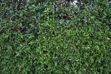 Bahçede yeşil yaprak duvar var. Banyan Ağacı ya da Ficus Annulata parkta. Arkaplan resmi için kullanılabilir