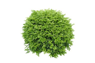 Bahçe dekorasyonu için çalı. Orang Jessamine, Çin Kutu Ağacı, Andaman Satinwood beyaz arka planda izole edilmiş. Kırpma yolu, tropikal bitki çalılığı...