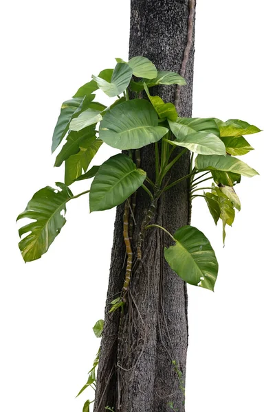 Devil\'s ivy (Epipremnum aureum) the tropical forest vine plant climbing on jungle tree trunk isolated on white background, clipping pat