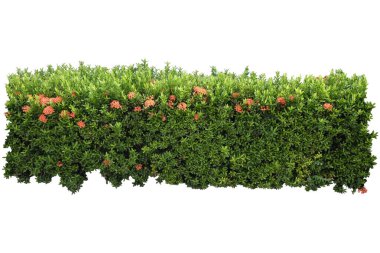 Güzel Ixora Coccinea Kırmızı Çiçekleri, Bush beyaz arka planda izole edilmiş, Kırpma Yollu Nesneler