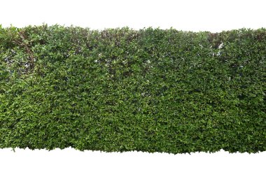 Bahçedeki yeşil duvar. Parkta bulunan Banyan Ağacı veya Ficus Annulata. Beyaz arka planda izole edilmiş.