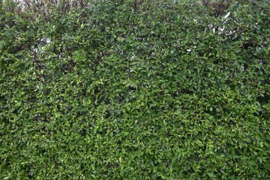 Bahçede yeşil yaprak duvar var. Banyan Ağacı ya da Ficus Annulata parkta. Arkaplan resmi için kullanılabilir