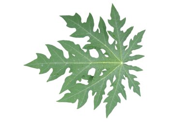 Papaya yeşil yaprakları beyaz arkaplanda, kırpma yolu ile izole 