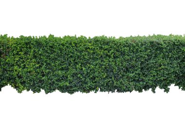 Güzel yeşil Eukien çay çalı bitkileri bahçe çiti yapmak için kesilmiş ve dekore edilmiş. Kırpma yolu olan beyaz arka planda izole edilmiş..