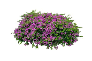 Büyük çalı çiçeği pembe begonvilli çalıları yayıyor tropikal asma bitkisi beyaz arka planda izole edilmiş kopyalanmış alan ve kırpma yolu ile.