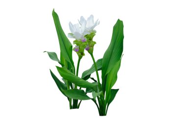 Beyaz Siyam lale çiçeği ya da Curcuma alismatifolia, beyaz arka planda izole edilmiş, kırpma yolu ile