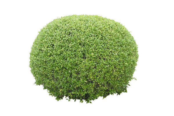 Shrub for garden decoration,  Round Shape Shrub , isolated on white background,with clipping path,tropical plant bush tree