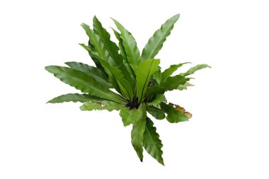 Kuş Yuvası Eğreltiotu ya da Asplenium Nidus, ev bitkisi olarak yetiştirilen birkaç popüler ve güzel eğreltiotundan biridir.