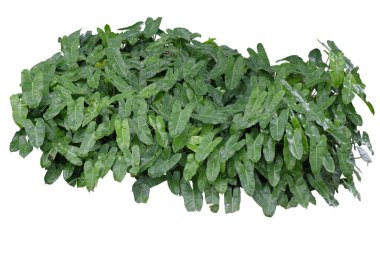 Philodendron sp. ('Burle Marx') beyaz arkaplanda izole edildi.