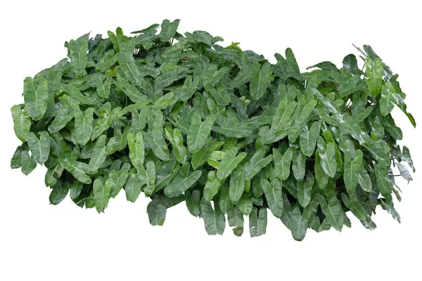 Philodendron sp. ('Burle Marx') beyaz arkaplanda izole edildi.