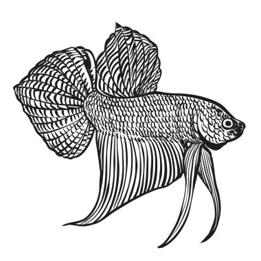 Bir betta balığı çizgisi çiziminin siyah beyaz çizimi, vektör illüstrasyonu.