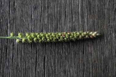 Krisopogon orientalis, tahtaya yapışmış. Kapat, arkaplan