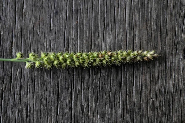 Krisopogon orientalis, tahtaya yapışmış. Kapat, arkaplan