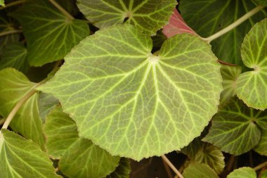 Pembe Begonya yaprakları ve bulanık arkaplan