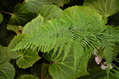 Davallia solida fern or deersfoot fern, green fern plant in tropical garden ,Scientific Name is Davallia trichomanoides Bl. 