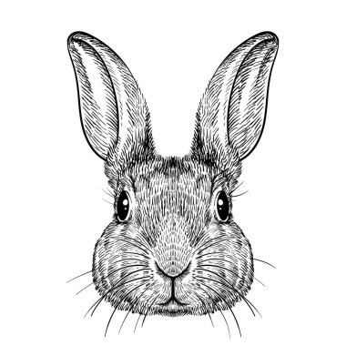 Tavşan surat çizimi. Klasik el çizimi tavşan yüzü, vektör çizimi veya kabartma tavşan çizimi
