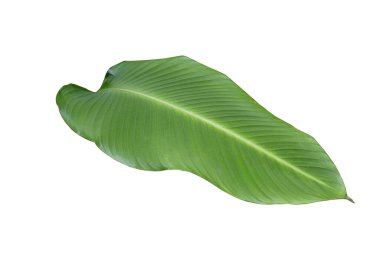 Heliconia, Tropikal yaprak, Cennet Kuşu yaprakları beyaz arka planda izole edilmiş, kırpma yolu ile