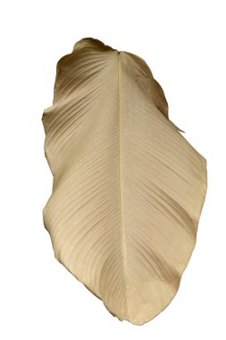 Kurumuş Calathea yaprakları Beyaz Arkaplanda soyutlanmış, kırpma yolu ile