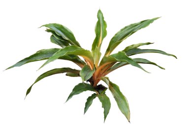 Klorophytum amaniense 'Fire Flash', Sierra Leone Lily, beyaz arka planda izole edilmiş. Kırpma yolu, Tropikal doğa bitki süsleme çiçek yağmur ormanları