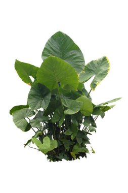 Aynı zamanda Alocasia machrorhiza olarak da bilinen üç dev Taro yaprağı, beyaz arka planda izole edilmiş, kesme tokası.